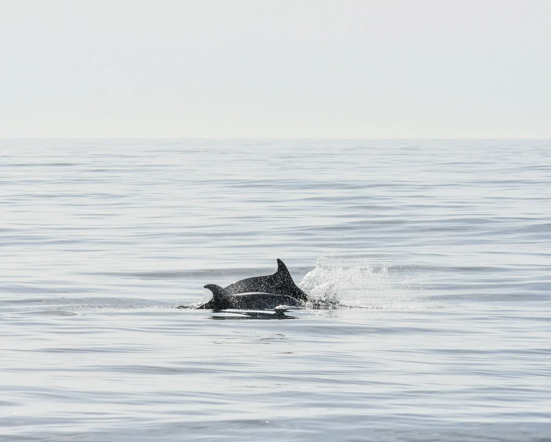 Delfin som bryter overflaten i rolig, blikkstille hav utenfor Albufeira i Algarve