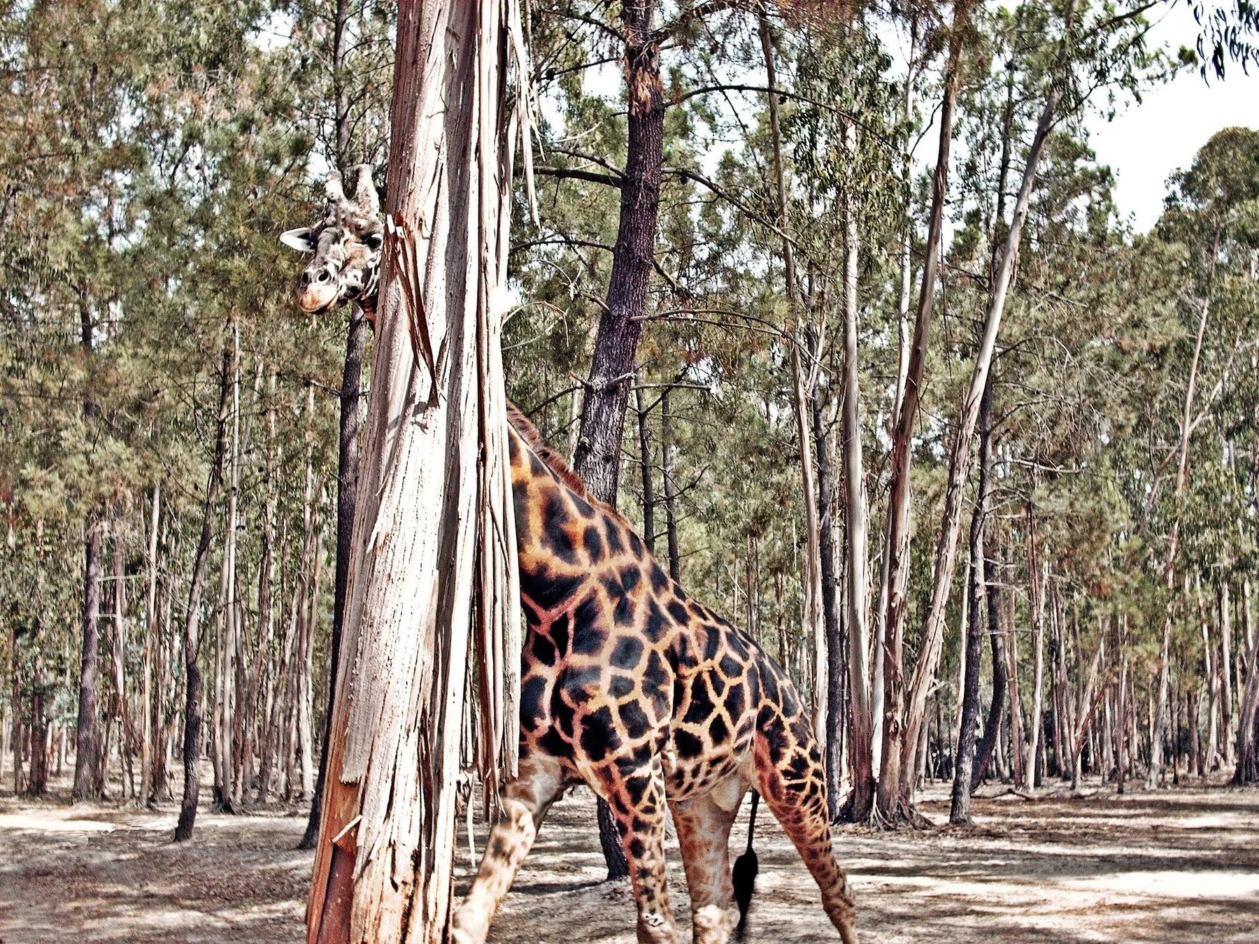 Sjiraff som titter fram bak en høy eukalyptusstamme i skogen i Badoca Safari Park i Alentejo