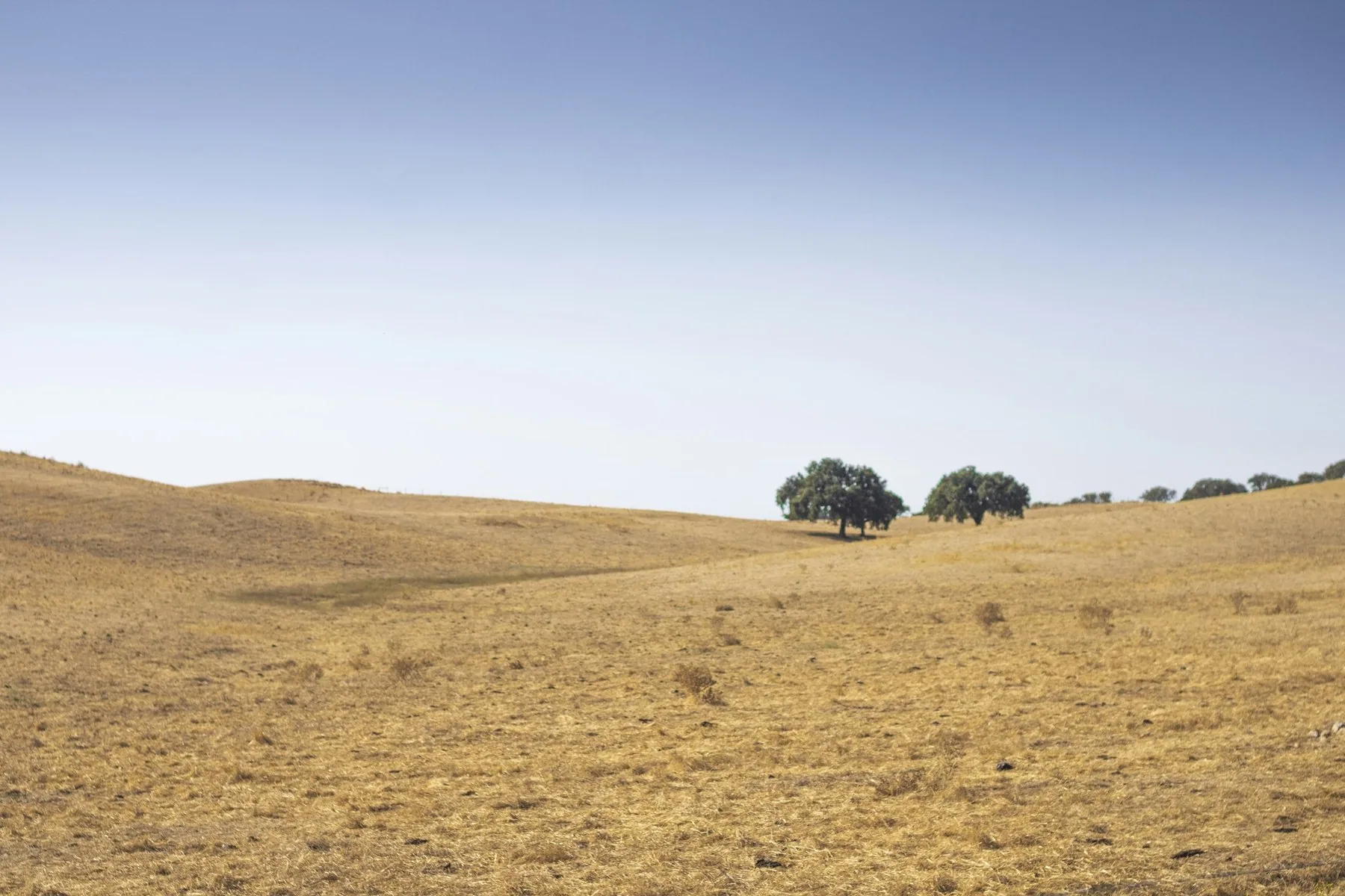 Gulbrune, bølgende åkre i Alentejo med en klynge korkeiker under blek sommerhimmel