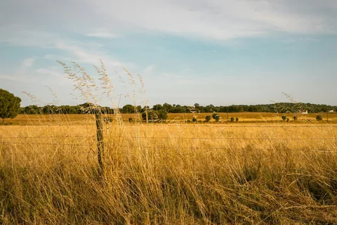 Høyt, gulnet gress på en inngjerdet åkerlapp med trerekke i bakgrunnen i Alentejo