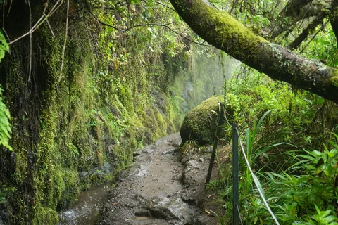Smal vannkanal renner gjennom tett, grønn laurbærskog langs en levada på Madeira