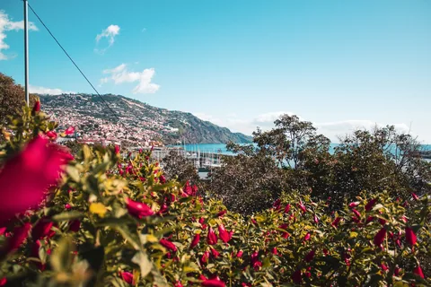 Blomstereng på Madeira med havet i bakgrunnen, øya i evig vår