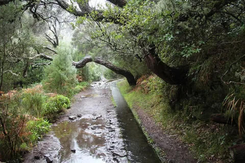 Gjørmete tursti langs en smal levada under krokete, mosegrodde trær ved Rabaçal på Madeira
