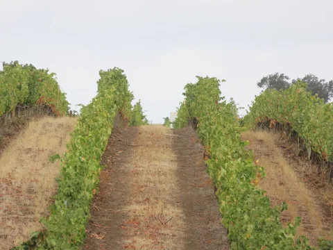 Rader med grønne vinranker på tørr, gressbevokst mark i en vingård ved Campo Maior i Alentejo