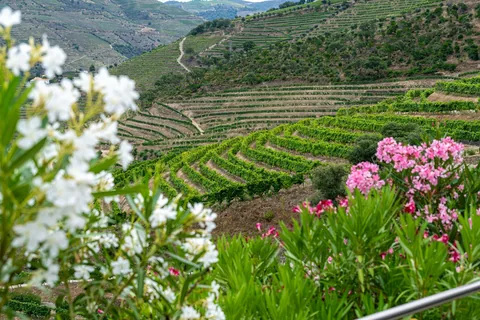 Terrasserte vinmarker i Dourodalen med blomstrende oleander i forgrunnen