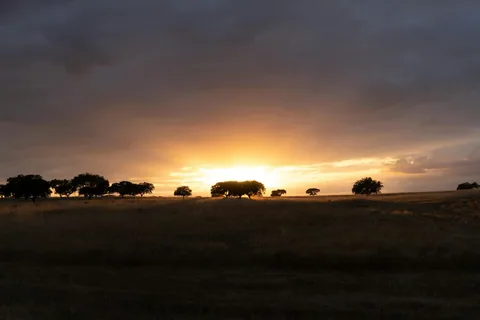 Solnedgang over et åpent jorde med spredte trær i Alentejo