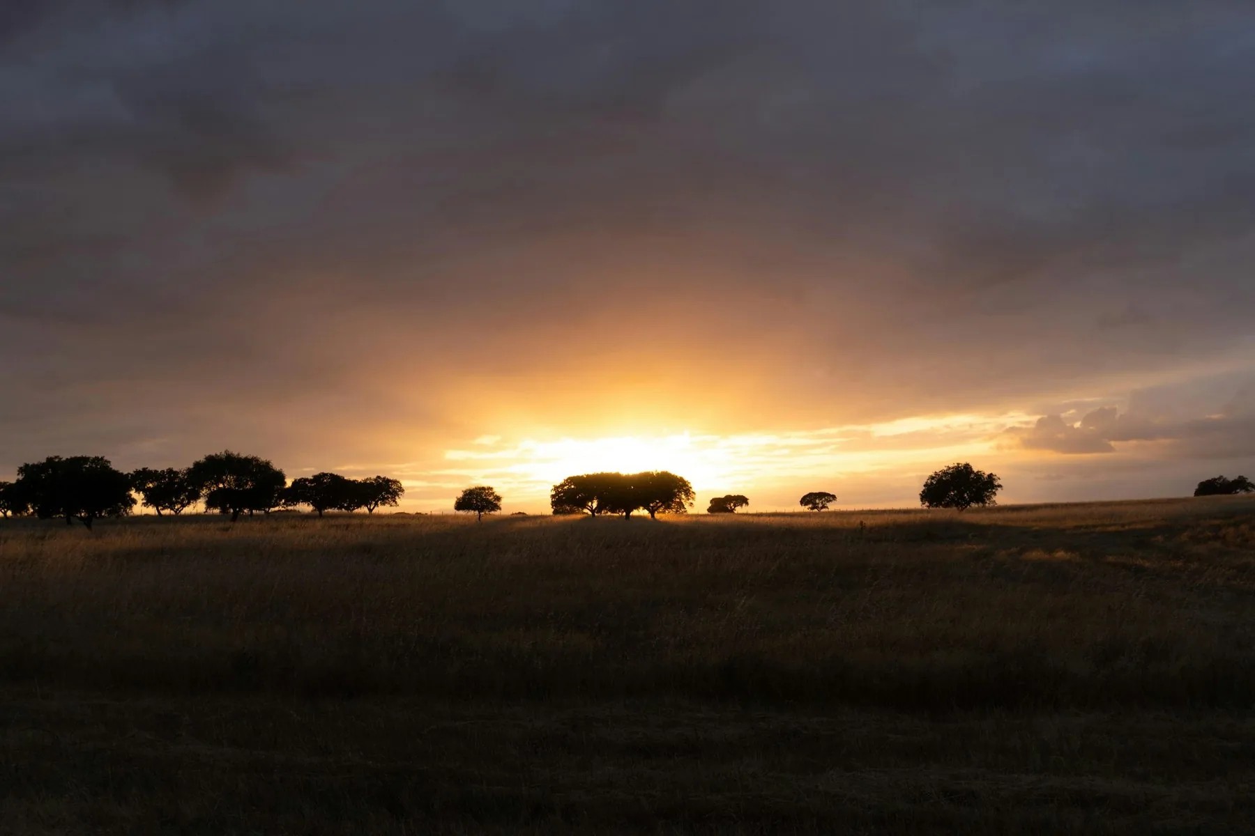 Solnedgang over et åpent jorde med spredte trær i Alentejo