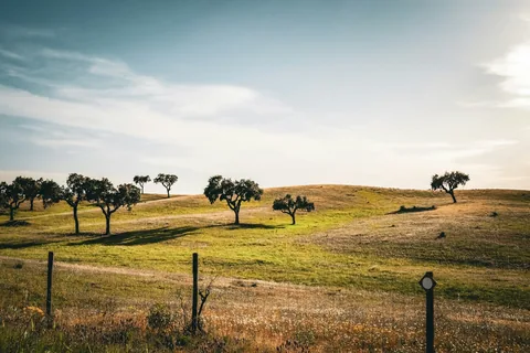 Grønt beiteland med spredte trær og et gjerde i det åpne landskapet i Alentejo