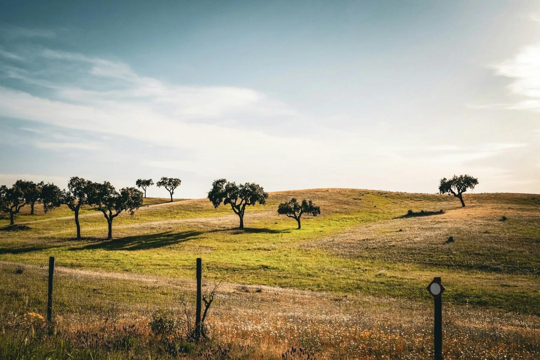 Grønt beiteland med spredte trær og et gjerde i det åpne landskapet i Alentejo