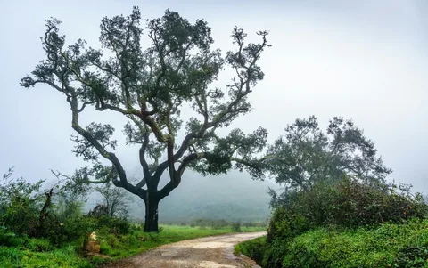 Grusvei gjennom det åpne landskapet i Alentejo med en ensom korkeik i morgendisen