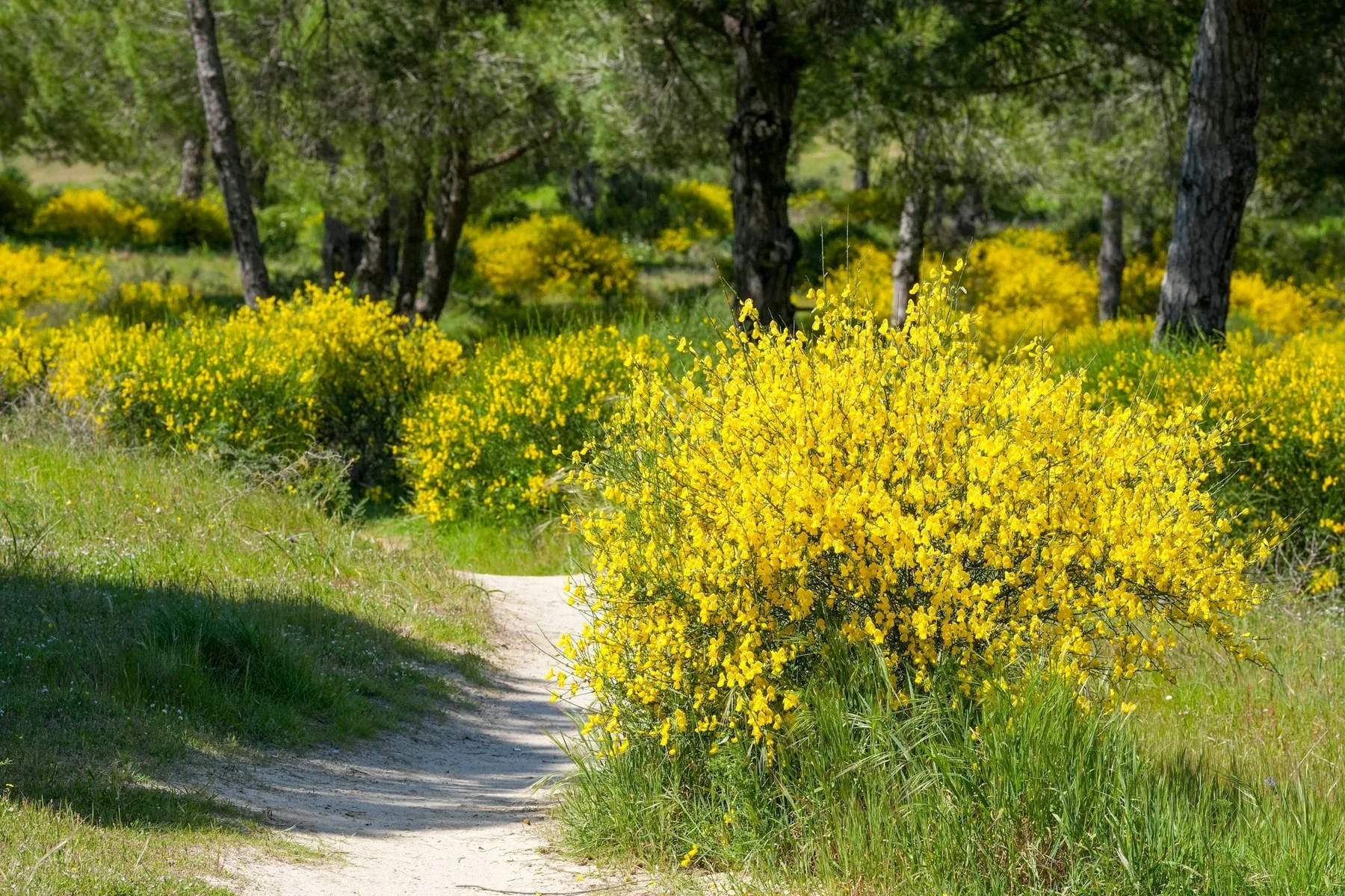 Svingete sti gjennom gule blomstrende busker og pinjetrær i Algarve om våren