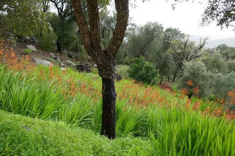 Korkeik og blomstrende montbretia i den grønne lia under Fóia ved Monchique i Algarve