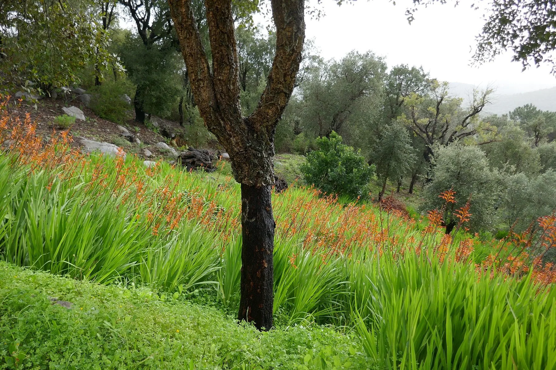 Korkeik og blomstrende montbretia i den grønne lia under Fóia ved Monchique i Algarve