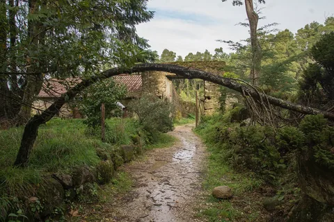 Steinlagt sti under en buet trestamme i den mosegrodde skogen ved Convento dos Capuchos i Sintra